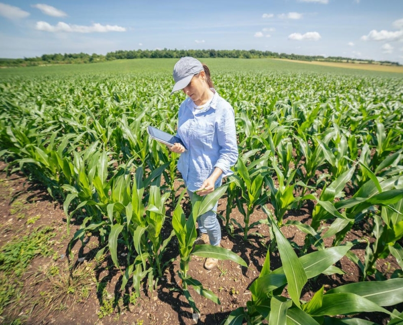 student in corn field